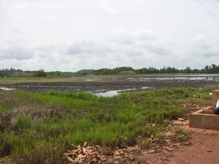 les rizieres de la casamance