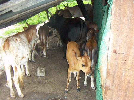 une partie du troupeau